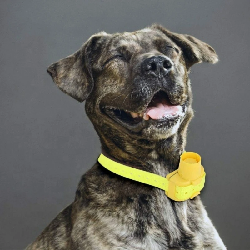 Outdoor Hunting Dog Collar - Colliers de dressage pour chiens de