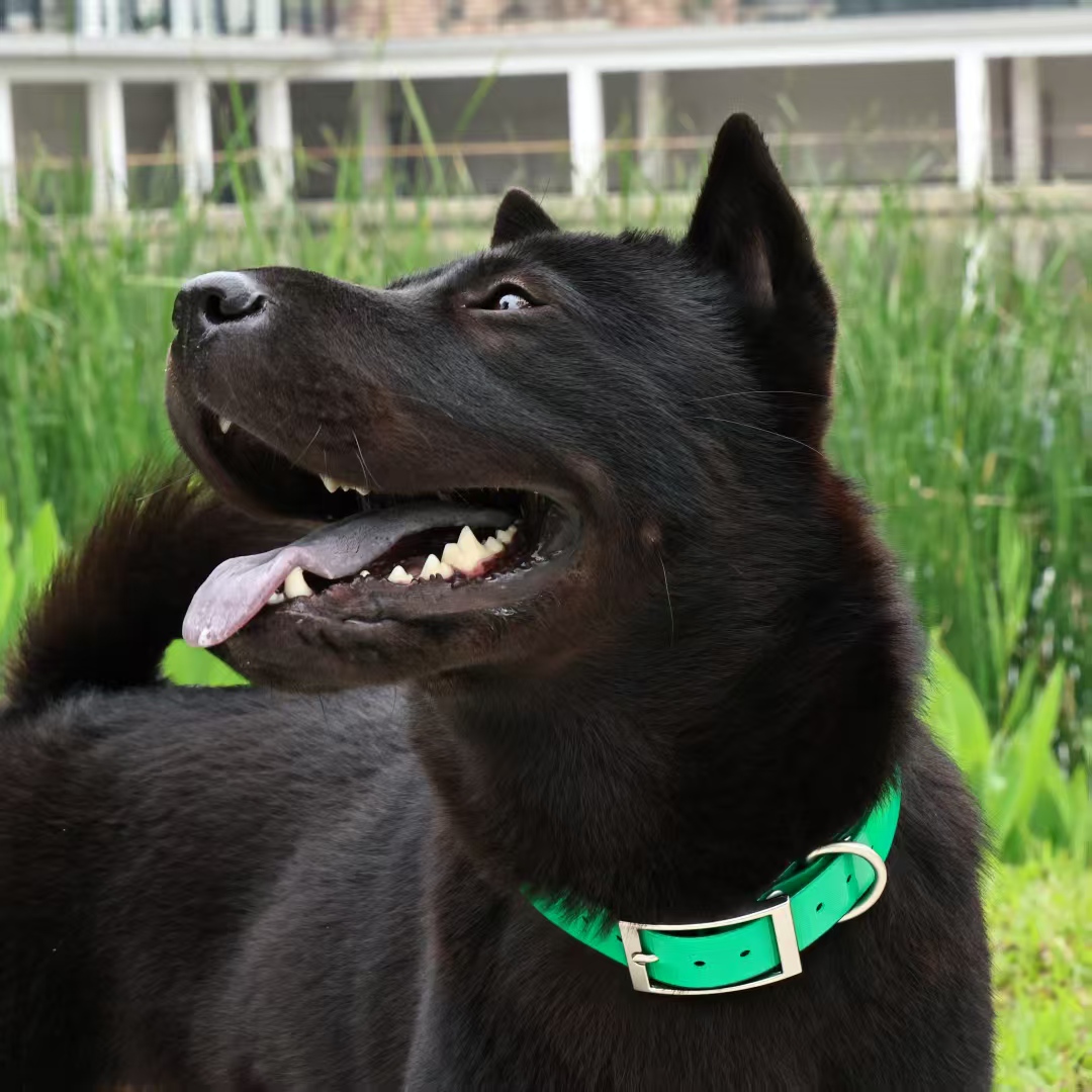 Collier pour chien en TPU robu - Outdoor Hunting Dog Collar avis et prix